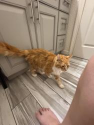 Found/Stray Male Cat last seen 5th st, west Sacramento, West Sacramento, CA 95814