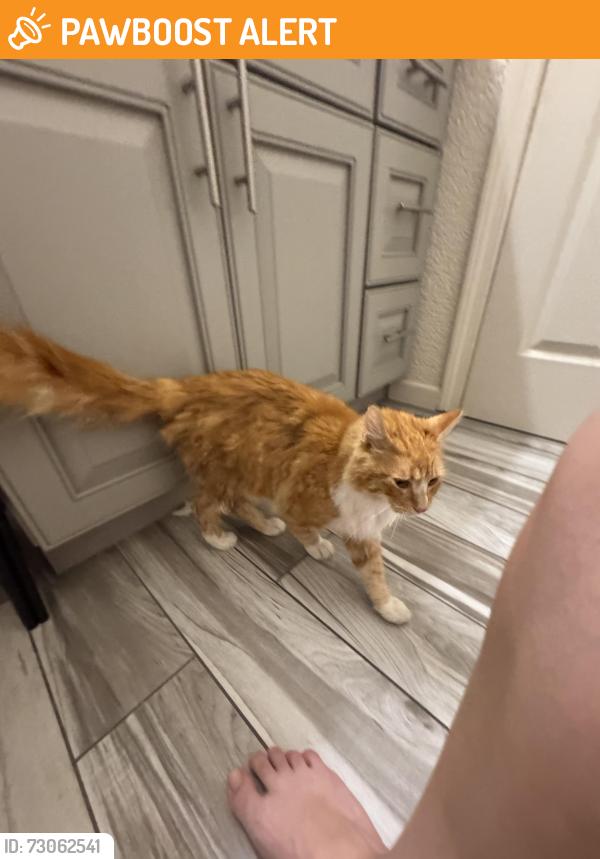 Found/Stray Male Cat last seen 5th st, west Sacramento, West Sacramento, CA 95814