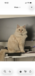 Lost Female Cat last seen Brisbane state school , South Brisbane, QLD 