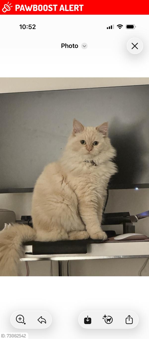 Lost Female Cat last seen Brisbane state school , South Brisbane, QLD 