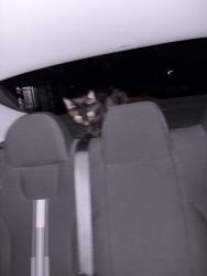 Found/Stray Female Cat last seen Neighborhood, Albuquerque, NM 87120
