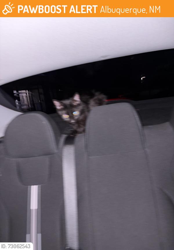 Found/Stray Female Cat last seen Neighborhood, Albuquerque, NM 87120