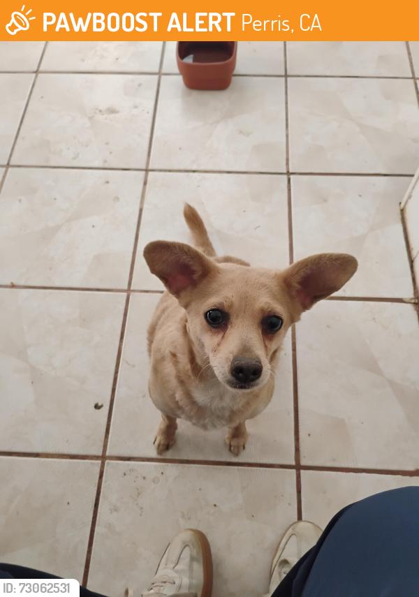 Found/Stray Female Dog last seen Citrus St, Perris, CA 92571