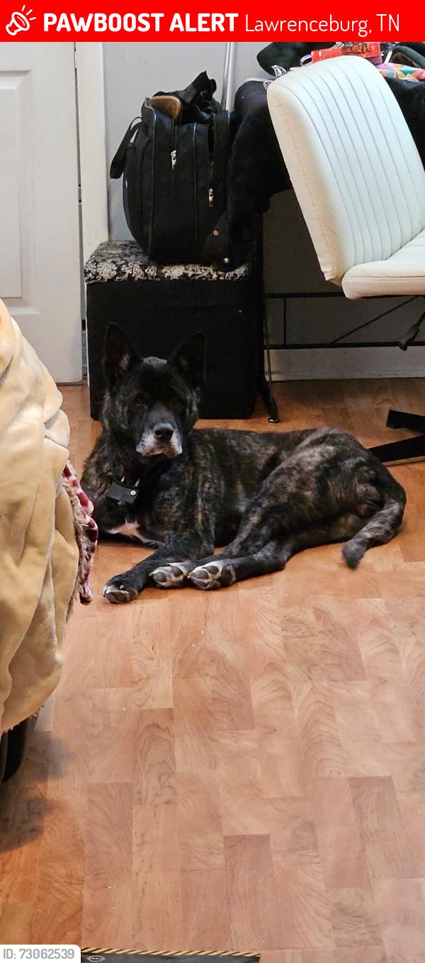 Lost Female Dog last seen Franke street and mahr street, Lawrenceburg, TN 38464