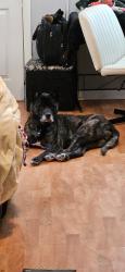 Lost Female Dog last seen Franke street and mahr street, Lawrenceburg, TN 38464