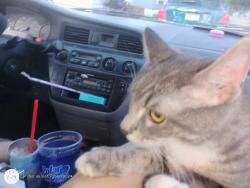 Found/Stray Female Cat last seen county Rd c, Roseville, MN 55113