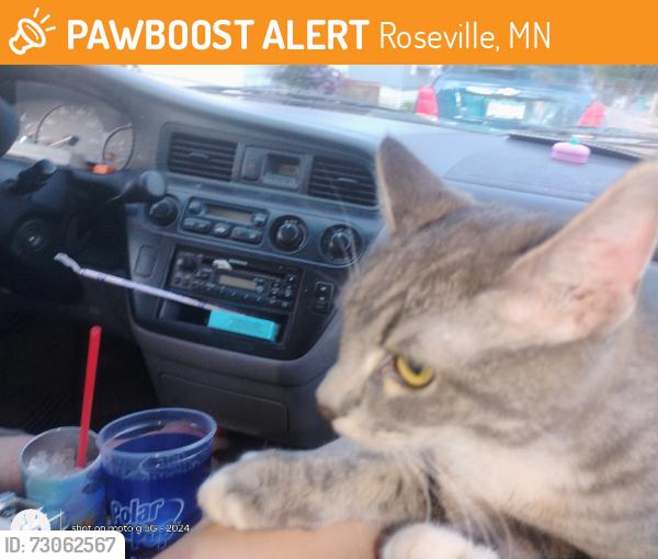 Found/Stray Female Cat last seen county Rd c, Roseville, MN 55113