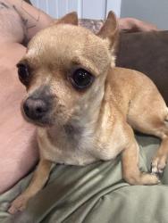 Found/Stray Unknown Dog last seen My backyard, Thornton, CO 80229