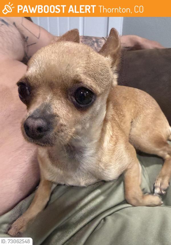 Found/Stray Unknown Dog last seen My backyard, Thornton, CO 80229