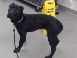 Shelter Stray Male Dog last seen N MISSION BAY BLVD X 4TH ST, 1419 Bryant St, San Francisco, CA 94103, USA
