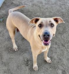 Shelter Stray Female Dog last seen Near BLOCK ROBERTS LN, BAKERSFIELD CA 93308, 3951 Fruitvale Ave, Bakersfield, CA 93308, USA