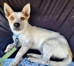 Shelter Stray Male Dog last seen Near BLOCK BALDWIN RD, BAKERSFIELD CA 93304, 3951 Fruitvale Ave, Bakersfield, CA 93308, USA