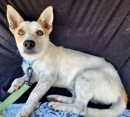 Shelter Stray Male Dog last seen Near BLOCK BALDWIN RD, BAKERSFIELD CA 93304, 3951 Fruitvale Ave, Bakersfield, CA 93308, USA