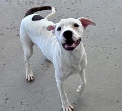 Shelter Stray Female Dog last seen Near BLOCK NORD AVE, BAKERSFIELD CA 93314, 3951 Fruitvale Ave, Bakersfield, CA 93308, USA