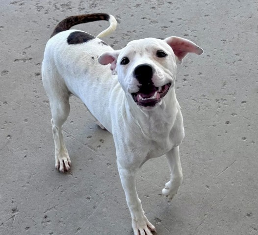 Shelter Stray Female Dog last seen Near BLOCK NORD AVE, BAKERSFIELD CA 93314, 3951 Fruitvale Ave, Bakersfield, CA 93308, USA