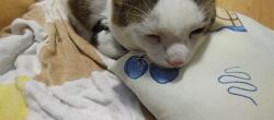Reunited Female Cat last seen Florence ave, Kitchener, ON N2A