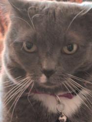 Lost Female Cat last seen Route 82, Sagamore Hills, OH 44067