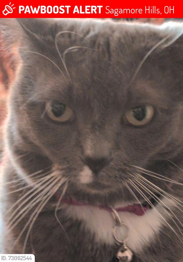 Lost Female Cat last seen Route 82, Sagamore Hills, OH 44067