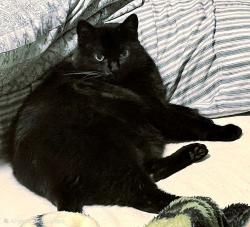 Reunited Female Cat last seen Donellan Dr. , Houston, TX 77088