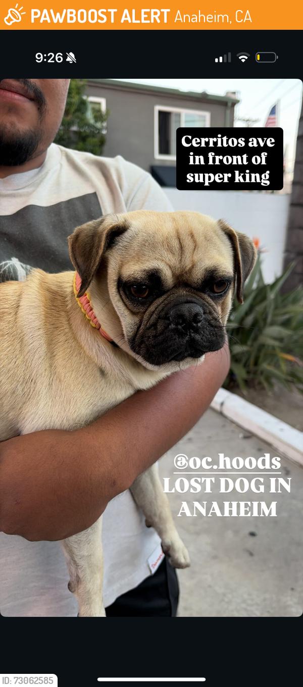 Found/Stray Male Dog last seen Cerritos , Anaheim, CA 92804