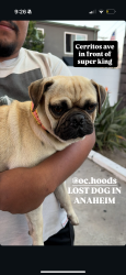 Found/Stray Male Dog last seen Cerritos , Anaheim, CA 92804