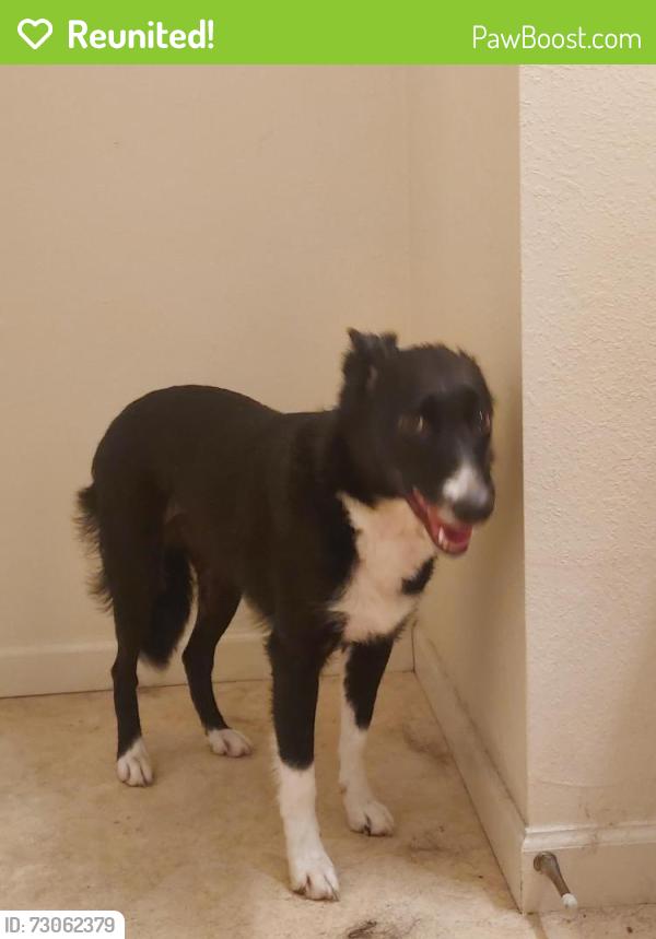 Reunited Female Dog last seen Corner of Lanes Mill and Nichols road, Butler County, OH 45056