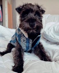 Lost Male Dog last seen Dominigoni, Winchester, CA 92596
