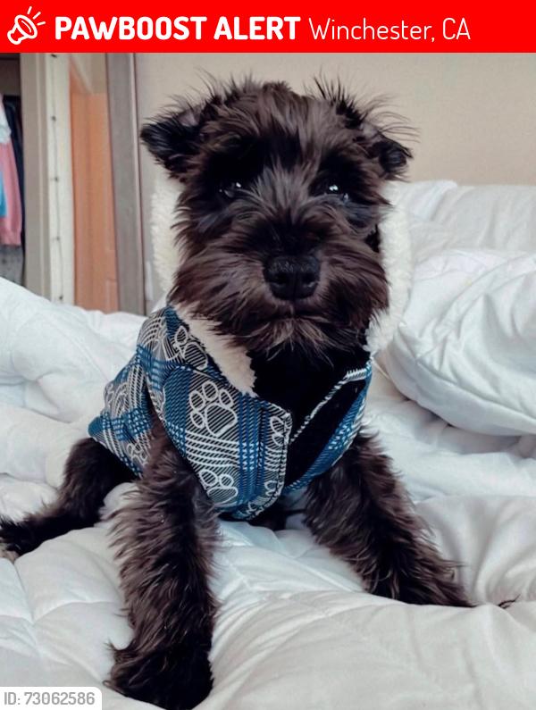 Lost Male Dog last seen Dominigoni, Winchester, CA 92596