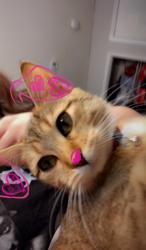 Lost Female Cat last seen Mississippi Wadsworth, Lakewood, CO 80226