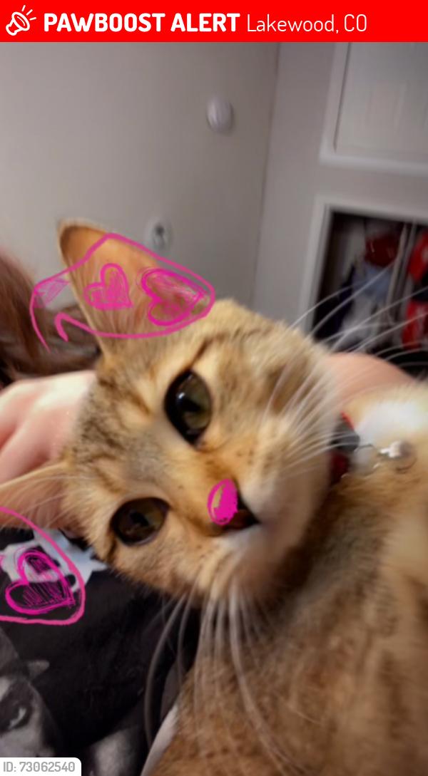 Lost Female Cat last seen Mississippi Wadsworth, Lakewood, CO 80226