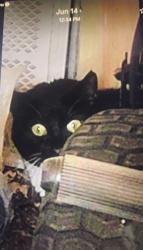 Found/Stray Unknown Cat last seen Aglen st., Roseville, MN 55113