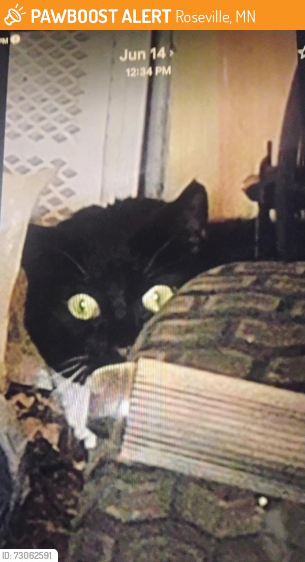 Found/Stray Unknown Cat last seen Aglen st., Roseville, MN 55113
