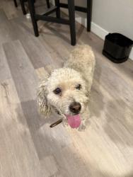 Found/Stray Male Dog last seen Near Marengo St Los Angeles, CA  90033 United States, Los Angeles, CA 90033