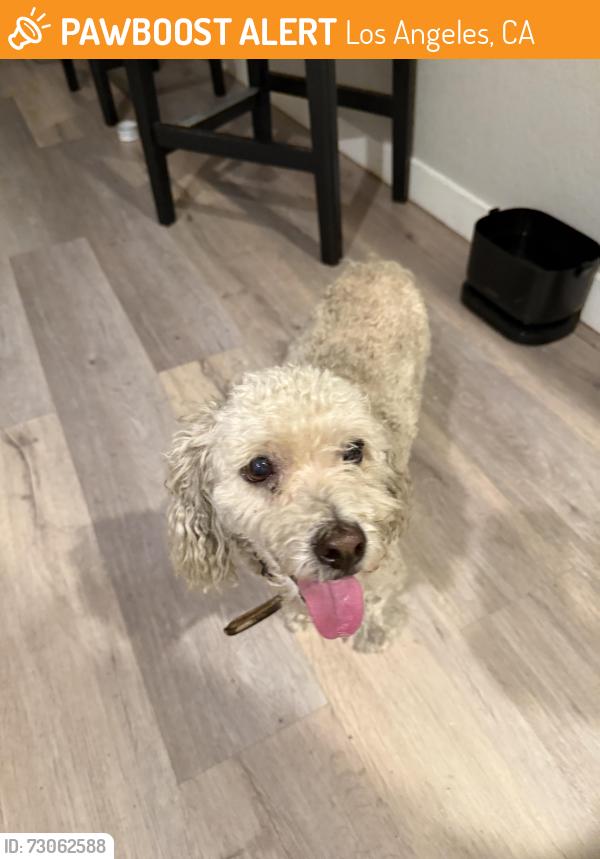 Found/Stray Male Dog last seen Near Marengo St Los Angeles, CA  90033 United States, Los Angeles, CA 90033