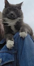 Reunited Male Cat last seen Avenue Road and Lawrence, Toronto, ON M5M 4M3