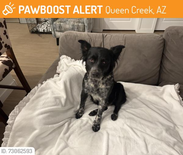 Found/Stray Female Dog last seen Hunt highway/balencia, Queen Creek, AZ 85142