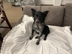 Found/Stray Female Dog last seen Hunt highway/balencia, Queen Creek, AZ 85142