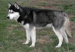 Found/Stray Unknown Dog last seen Murdock and Broadway by Jumpstart, Wichita, KS 67214
