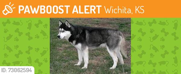 Found/Stray Unknown Dog last seen Murdock and Broadway by Jumpstart, Wichita, KS 67214