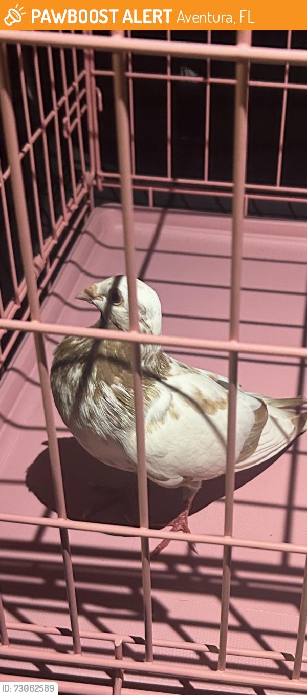 Found/Stray Unknown Bird last seen Mount Sinai hosp at Aventura Blvd, Aventura, FL 33180