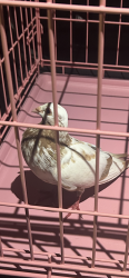 Found/Stray Unknown Bird last seen Mount Sinai hosp at Aventura Blvd, Aventura, FL 33180