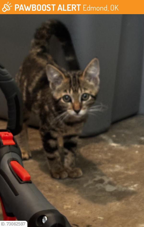 Found/Stray Unknown Cat last seen W. Simmons and coltrane, Edmond, OK 73034