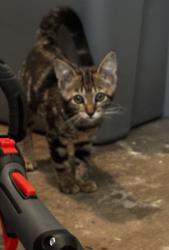 Found/Stray Unknown Cat last seen W. Simmons and coltrane, Edmond, OK 73034