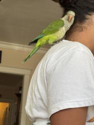 Lost Male Bird last seen Belmont cragin, Chicago, IL 60639