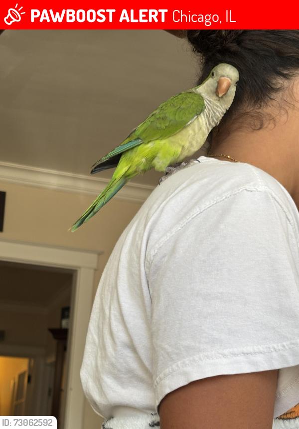 Lost Male Bird last seen Belmont cragin, Chicago, IL 60639