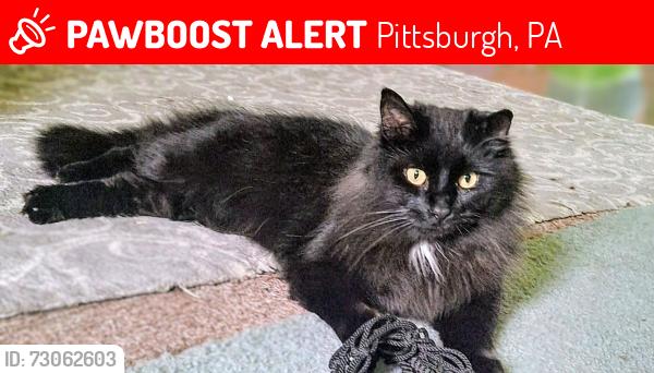Lost Male Cat last seen Near the uhaul place off carson st. ,(about a block from the car wash (up the road from Sunoco,,)), Pittsburgh, PA 15204