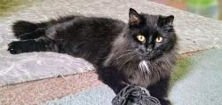 Lost Male Cat last seen Near the uhaul place off carson st. ,(about a block from the car wash (up the road from Sunoco,,)), Pittsburgh, PA 15204