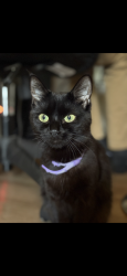 Lost Female Cat last seen Kent rd and western Blvd, Raleigh, NC 27601