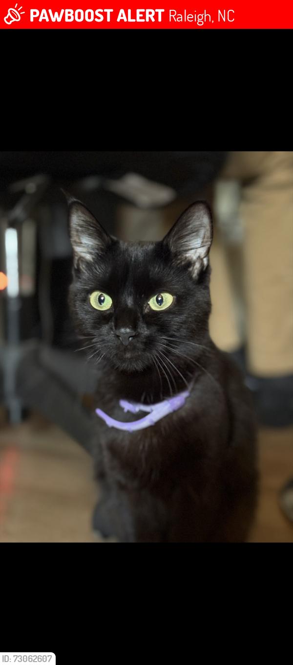 Lost Female Cat last seen Kent rd and western Blvd, Raleigh, NC 27601