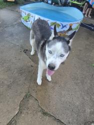 Found/Stray Unknown Dog last seen South 58th, Fort Smith, AR 72901